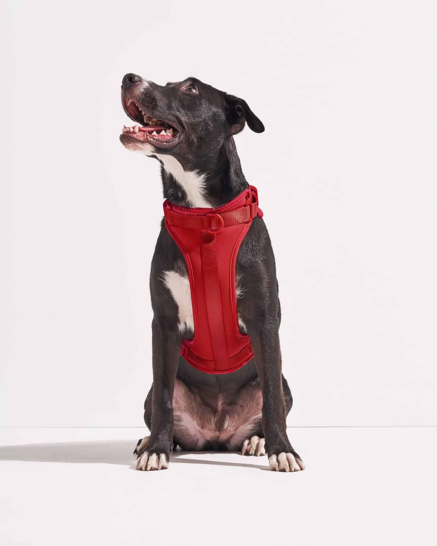 Strawberry | Dempsey, Lab Pit Mix, 55 lbs, Wearing Large