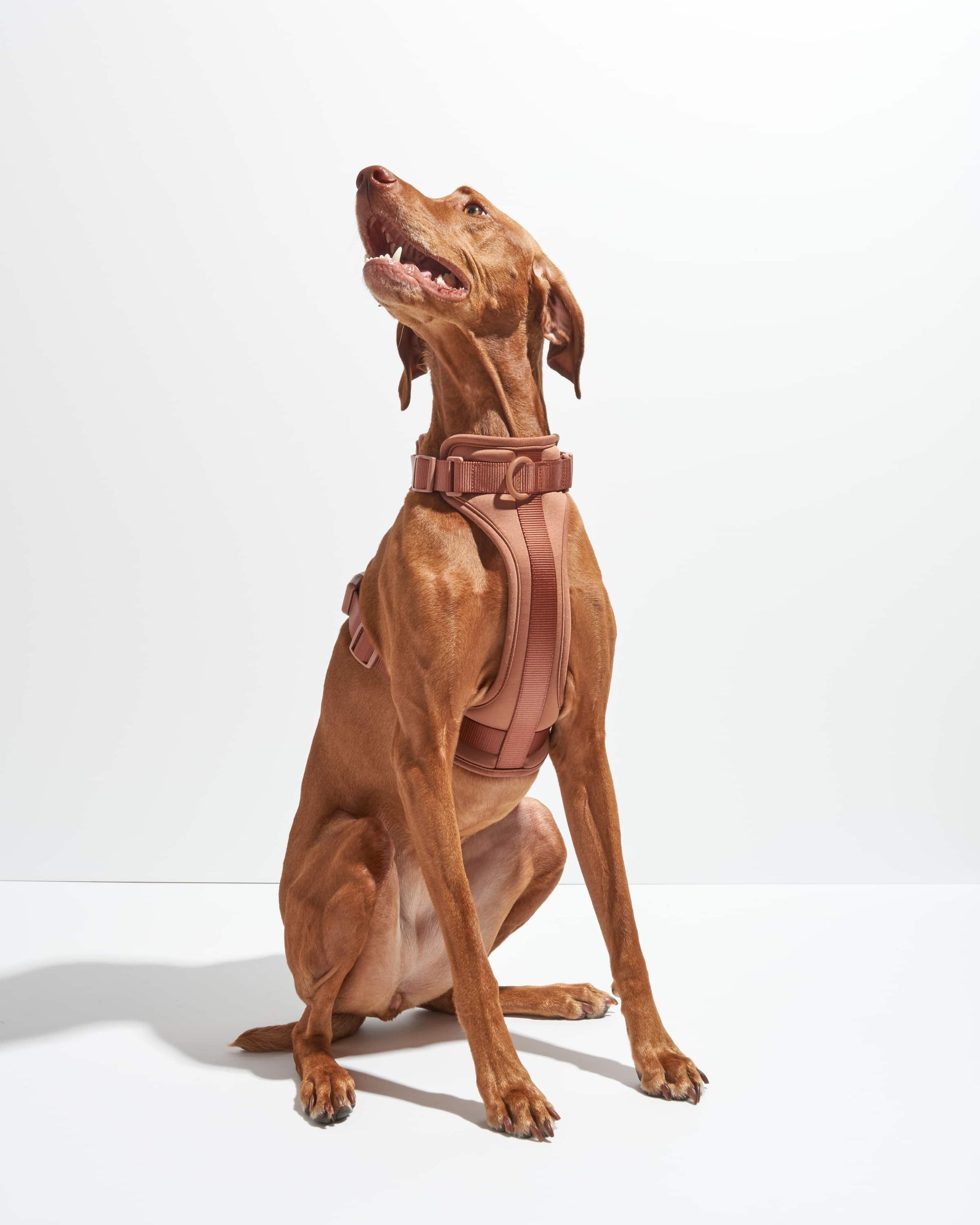Cocoa